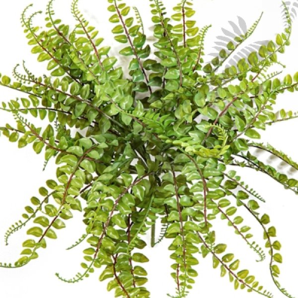 ASPLENIUM MAIDENHAIR - PLAST 1328N