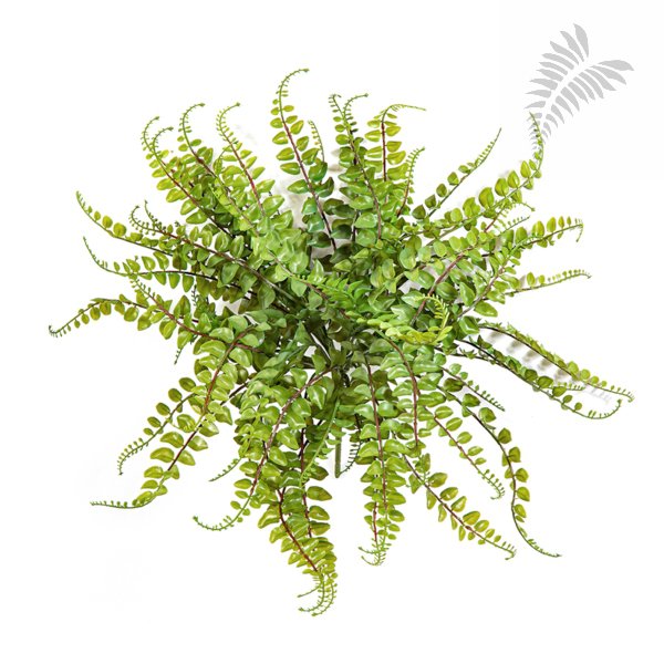 ASPLENIUM MAIDENHAIR - PLAST 1328N