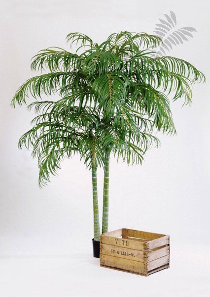 ARECA PALM DE LUXE X 2 1336N