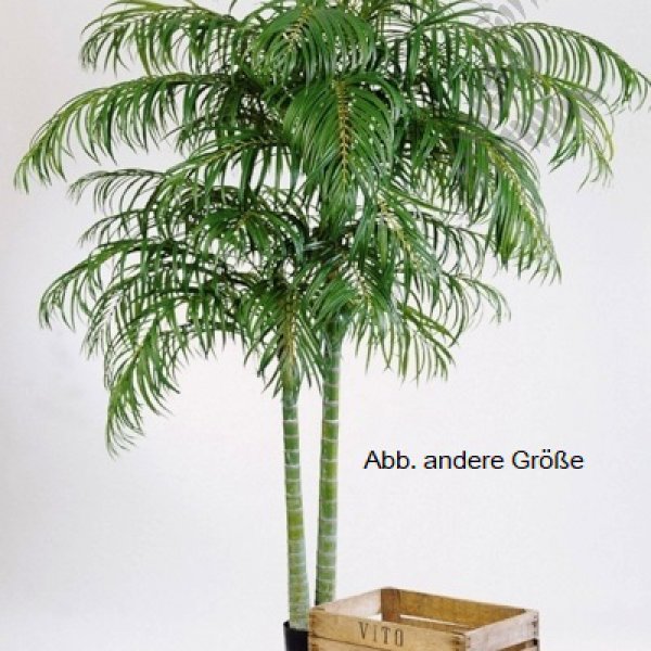 ARECA PALM DE LUXE X 2 1337N