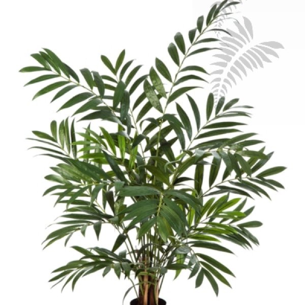 Parlour Palm 110cm X 12 1340N