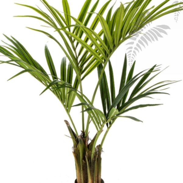 NATURAL KENTIA PALM 110cm 1341N