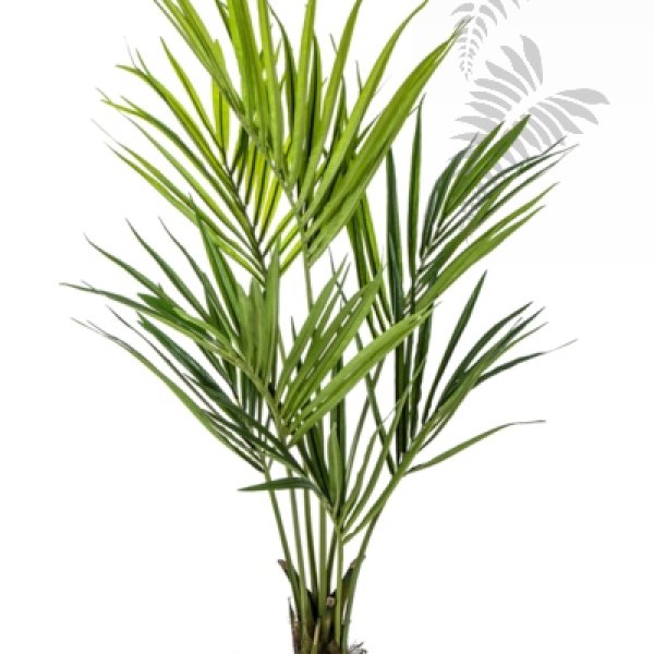 NATURAL KENTIA PALM 140cm 1342N