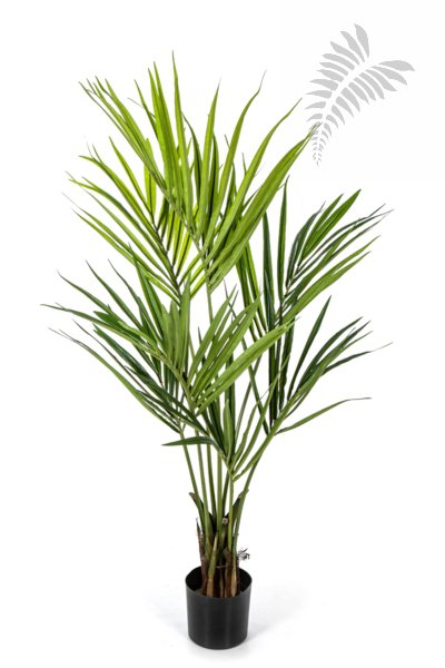 NATURAL KENTIA PALM 140cm 1342N