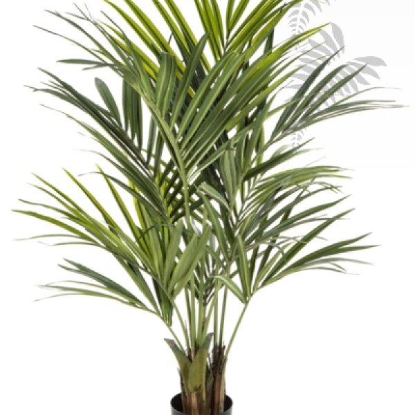NATURAL KENTIA PALM DE LUXE 1342XL