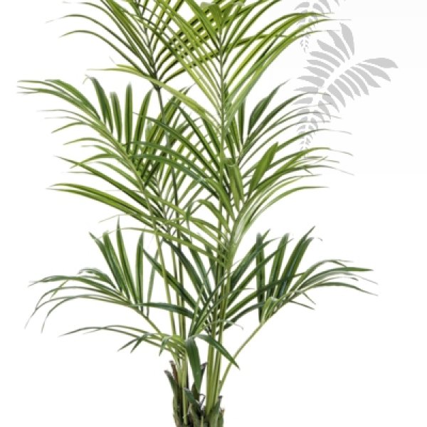 NATURAL KENTIA PALM 1343N