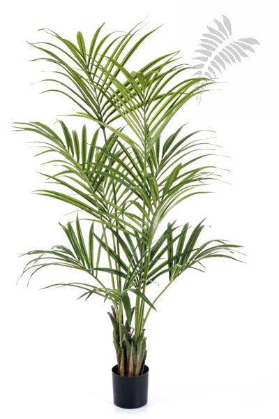 NATURAL KENTIA PALM 1343N