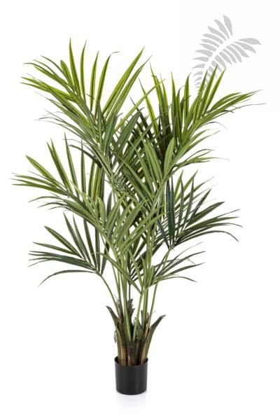 Kentia Palm de Luxe -FR 172cm 1343XL-FR