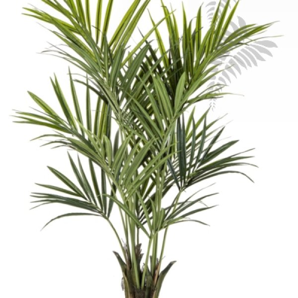 NATURAL KENTIA PALM DE LUXE 1343XL