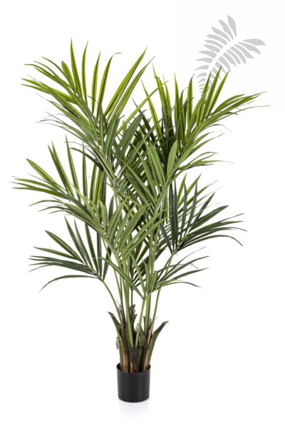NATURAL KENTIA PALM DE LUXE 1343XL