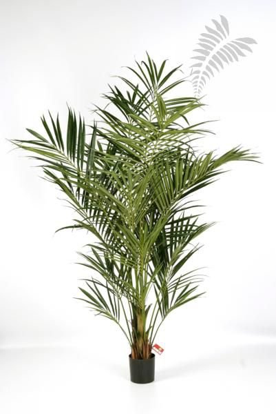 Kentia Palm de Luxe -FR 225cm 1344XL-FR