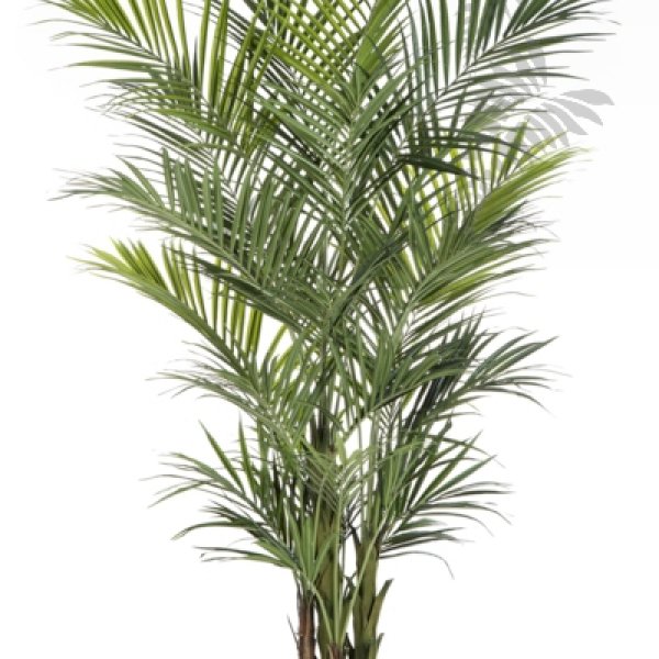 NATURAL KENTIA PALM DE LUXE 1345XL