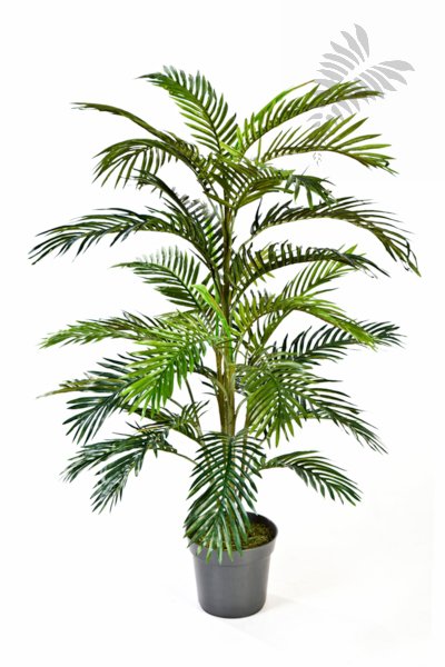ARECA PALM 1364N