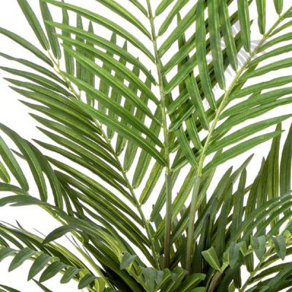80 cm Forest Areca Palm 80cm 1380N