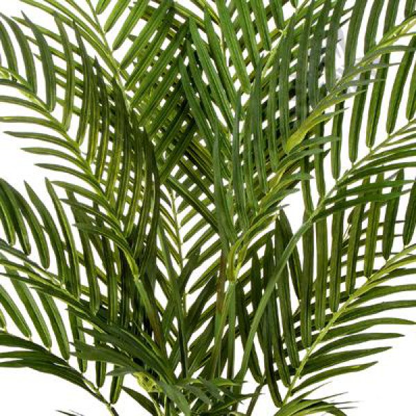 Forest Areca Palm 100cm 1381N