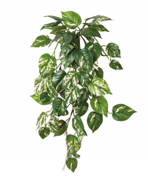 FR POTHOS HANGING BUSH 1396FR
