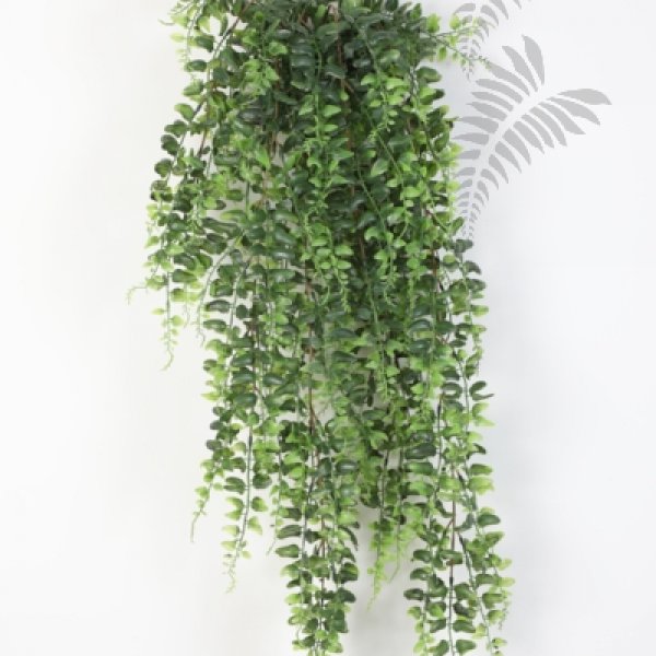 BOSTON FERN HANGING BUSH 75 1400N