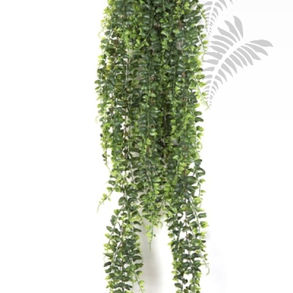 BOSTON FERN HANGING BUSH 100 1400X