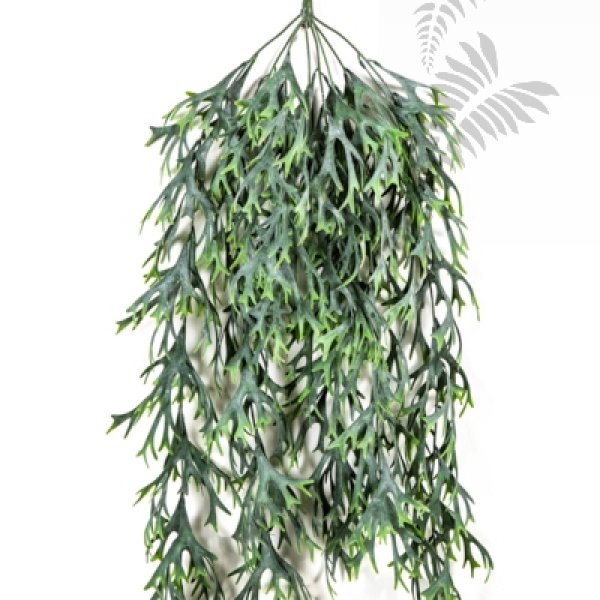 Staghorn Hanging Vine Bush 80cm 1419N
