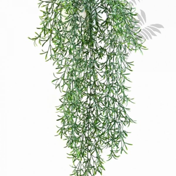 WILD SPRINGERI HANGING BUSH X15 1422N