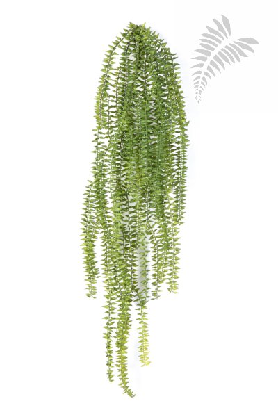TASSELFERN HANGING BUSH 1423N