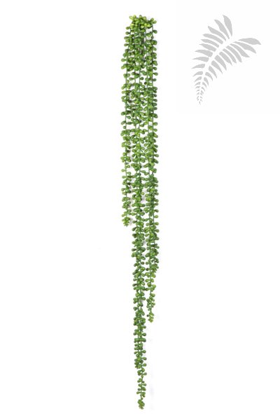 STRING OF PEARLS HANGING BUSH 1424N