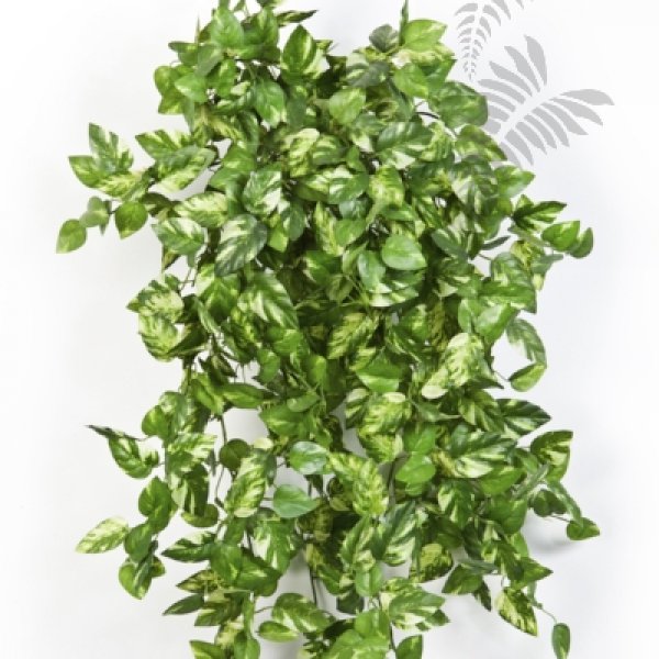 MINI POTHOS BUSH X 560 1427N