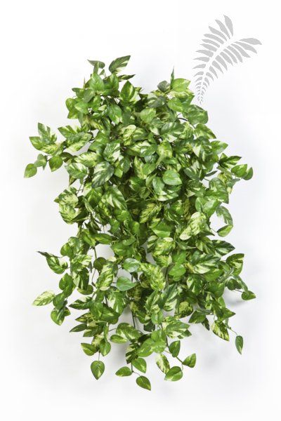 MINI POTHOS BUSH X 560 1427N