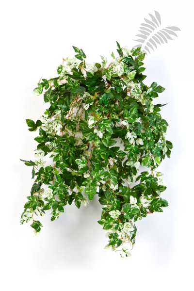 MINI AMPELOPSIS X 560 1428N