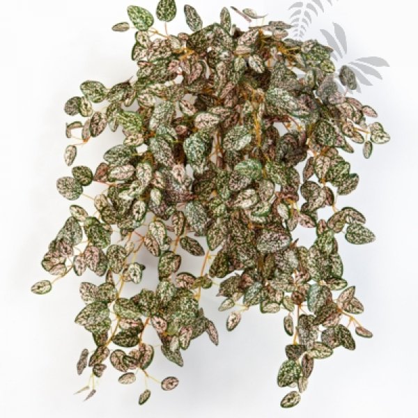 MINI HYPOESTES X 560 1429NR