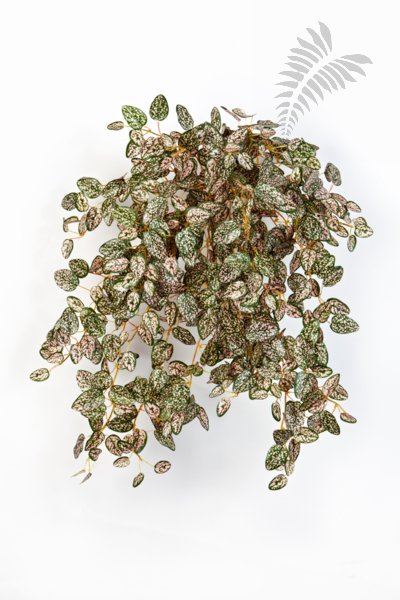 MINI HYPOESTES X 560 1429NR