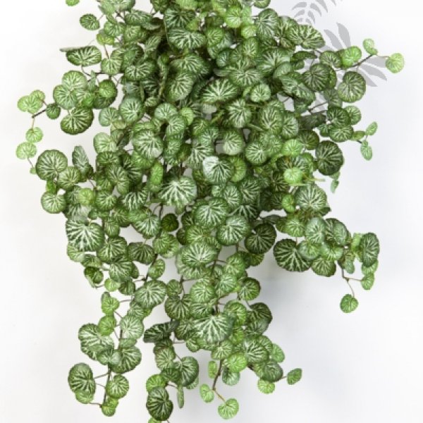 MINI SAXIFRAGA X 560 1431N