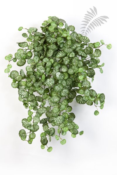 MINI SAXIFRAGA X 560 1431N