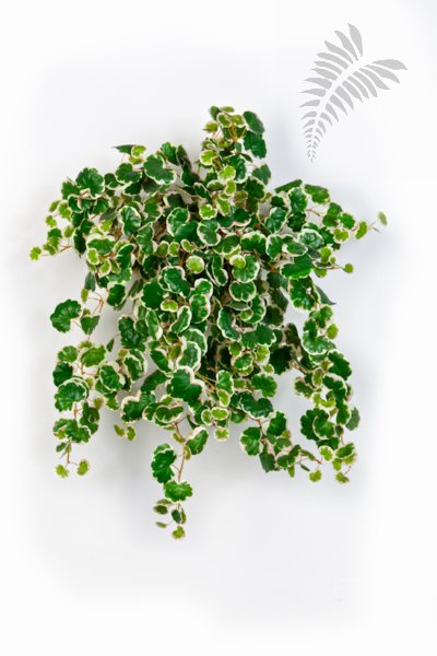 MINI STRAWBERRY X 560 1435N