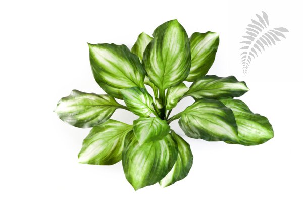 HOSTA BUSH GREEN/YELLOW 1443NG