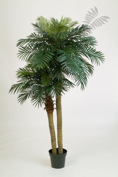 PHOENIX PALM DOUBLE 1538N