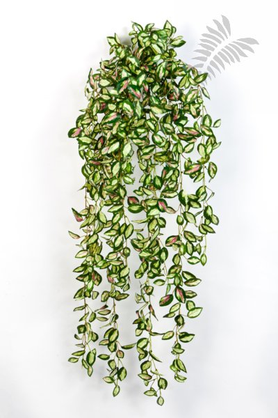 HOYA HANGING BUSH 1540N