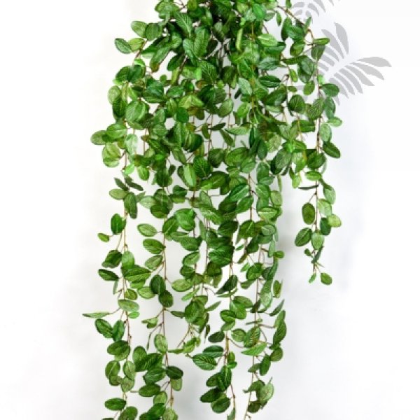 FITTONIA HANGING BUSH 1541N