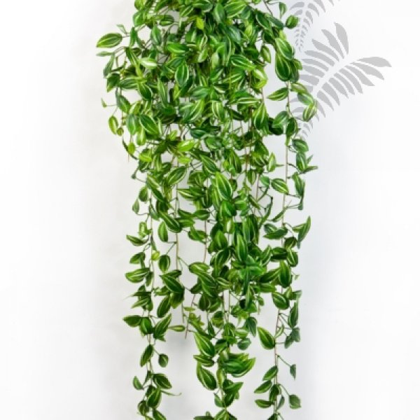 TRADESCANTIA HANGING BUSH 1542N