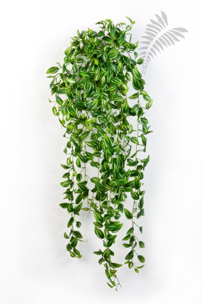 TRADESCANTIA HANGING BUSH 1542N