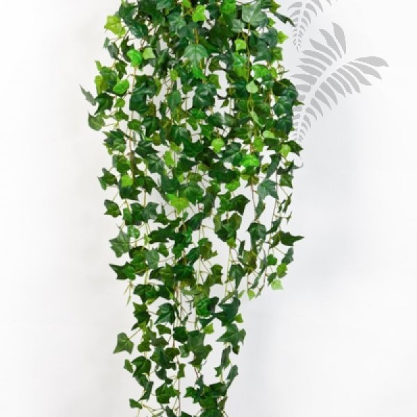 ENGLISH IVY HANGING BUSH 1543N
