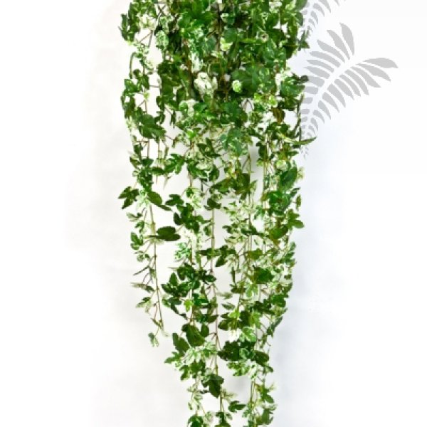 MAPLE IVY HANGING BUSH 1544N