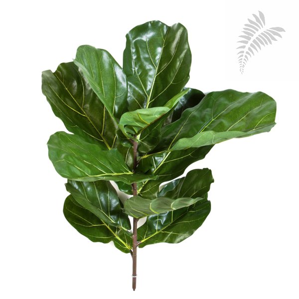 FIDDLE LEAF SPRAY X 7 LVS 1562N