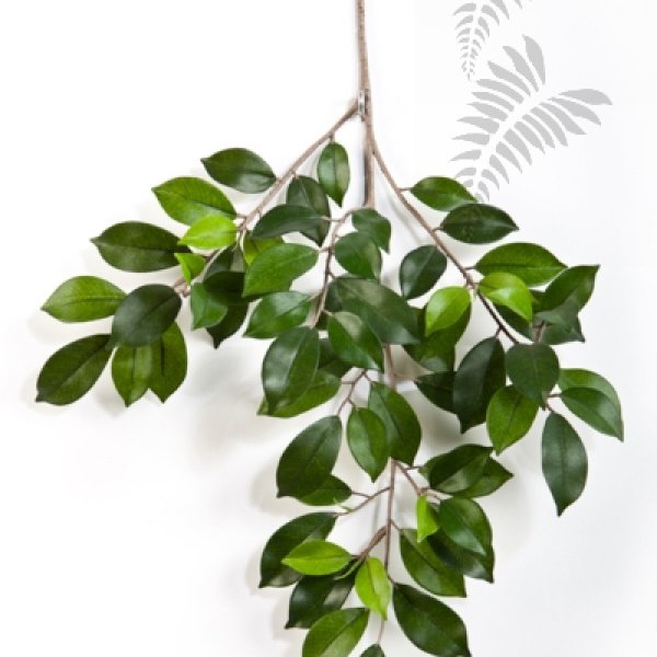 FICUS FOLIA SPRAY X 64 1572N