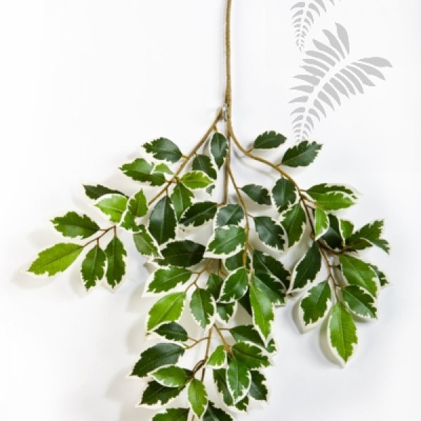 VAR. FICUS FOLIA SPRAY X 64 1572NW