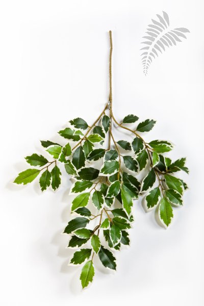 VAR. FICUS FOLIA SPRAY X 64 1572NW