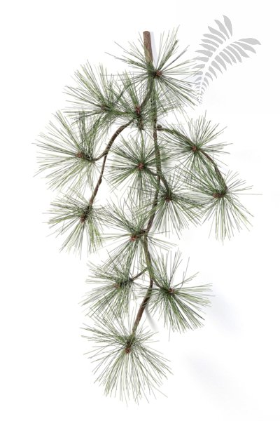 PINE SPRAY X 13 1579N