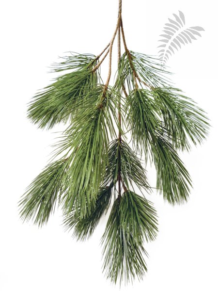 BONZAI PINUS SPRAY X 18 1581N