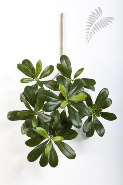 Fr Pittisporum Mountain Spra 40cm 1582FR