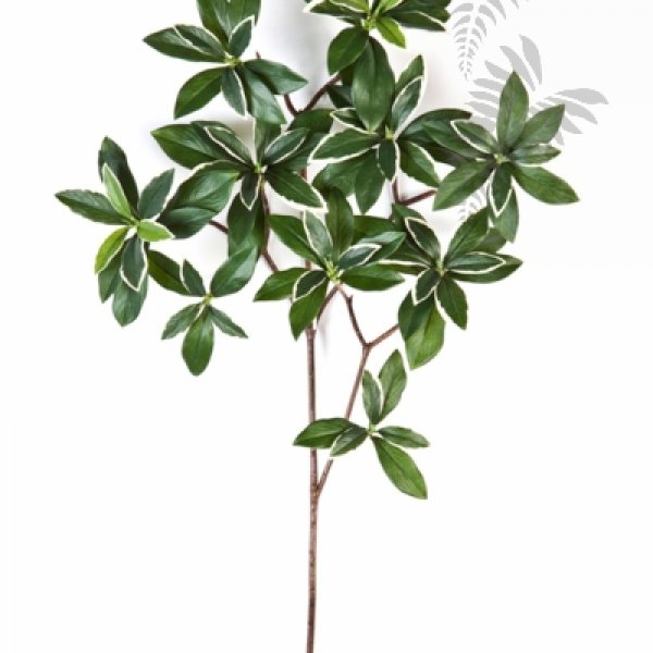 Var. Euonymus Japonicus Spray 40cm 1584NW